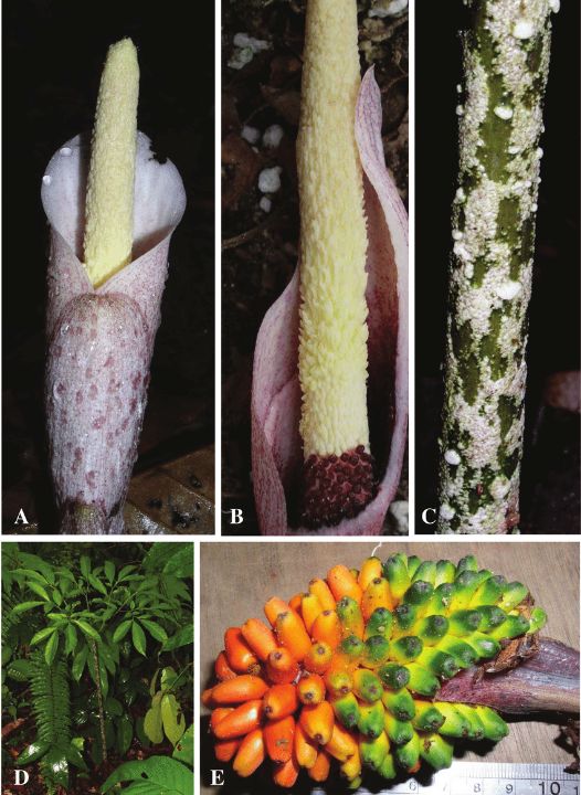 Amorphophallus infundibuliformis