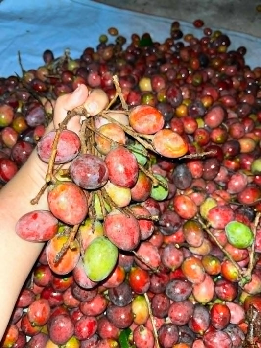 Mangifera grifiti