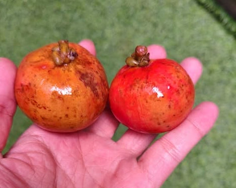 Garcinia bancana