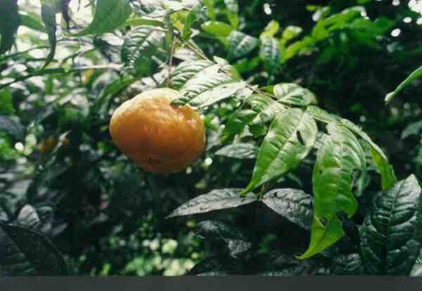 Eugenia victoriana