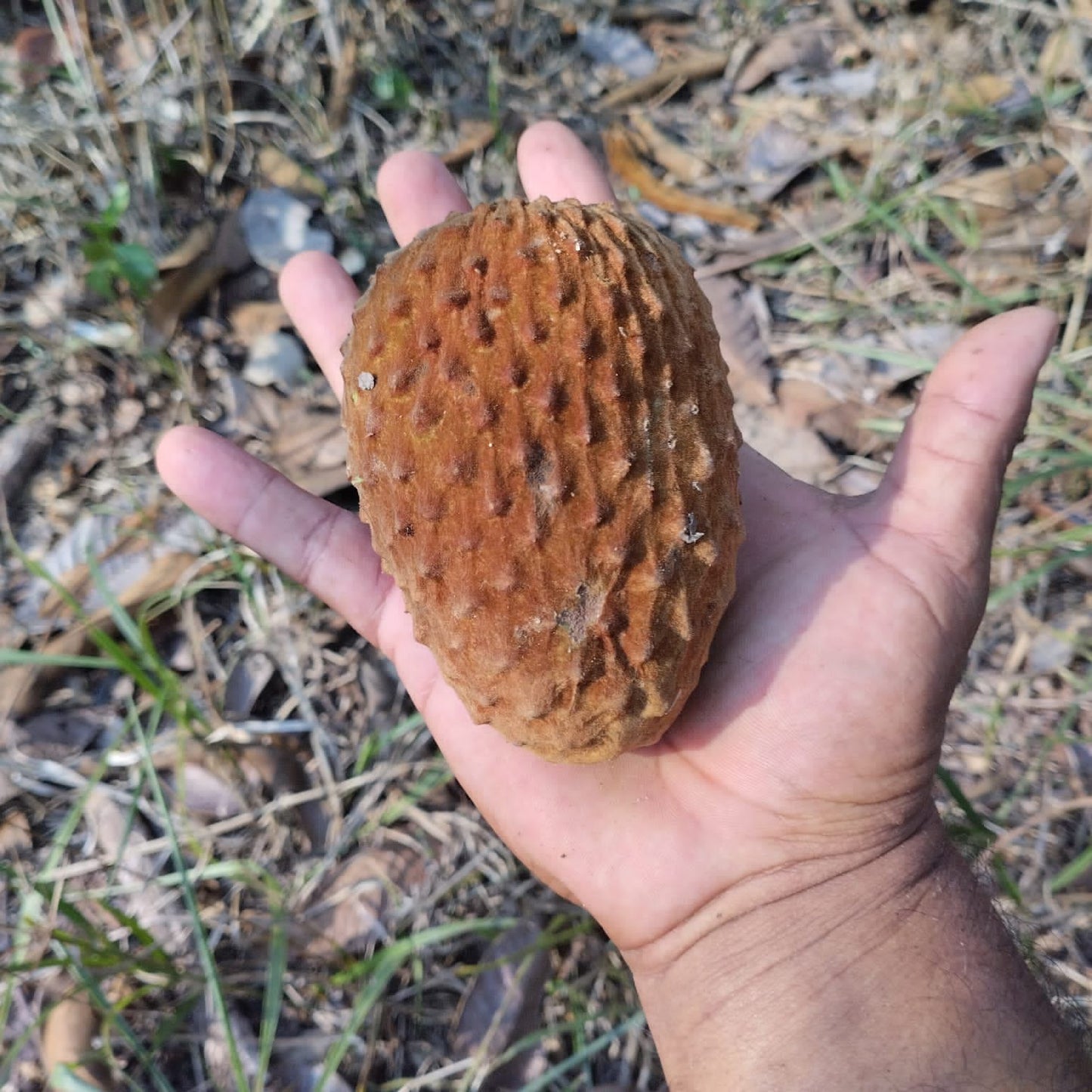 Annona sp. "Excellens"