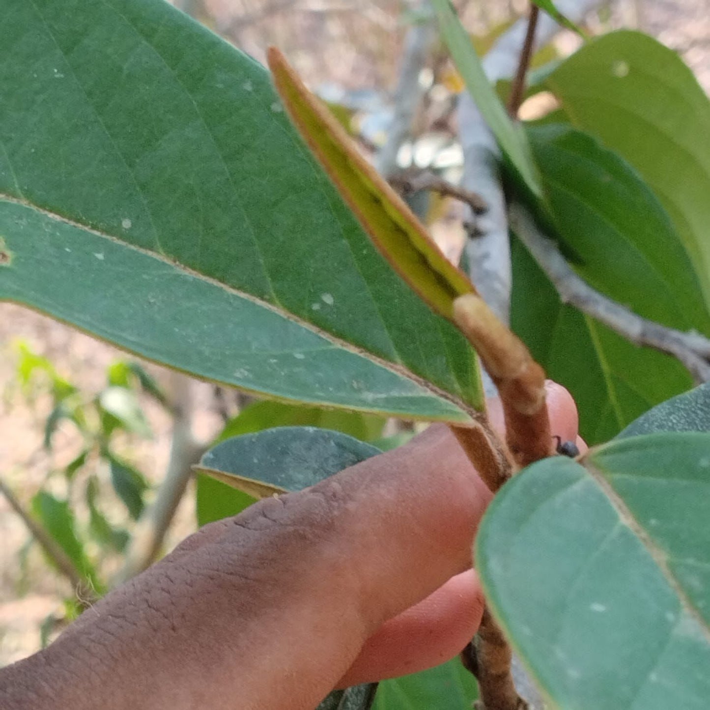 Annona sp. "Excellens"