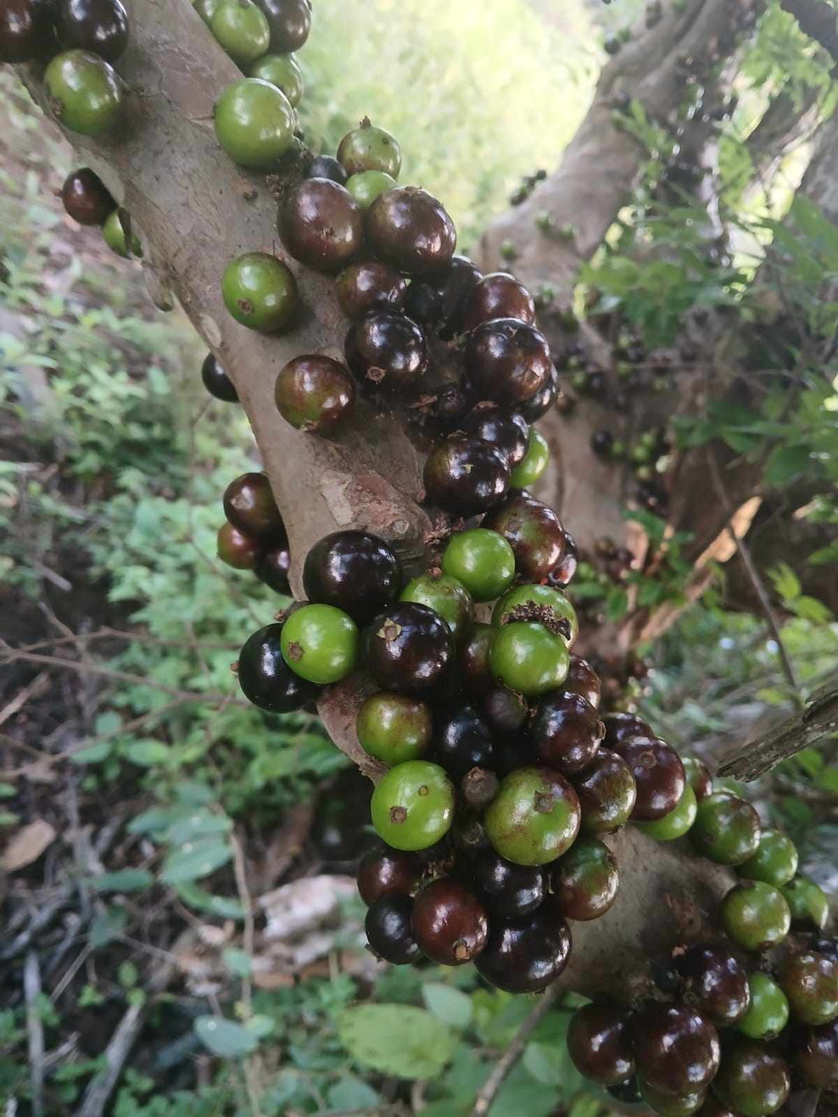 Plinia sp. "Jaboticaba  da Caatinga"