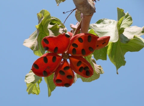 Sterculia striata