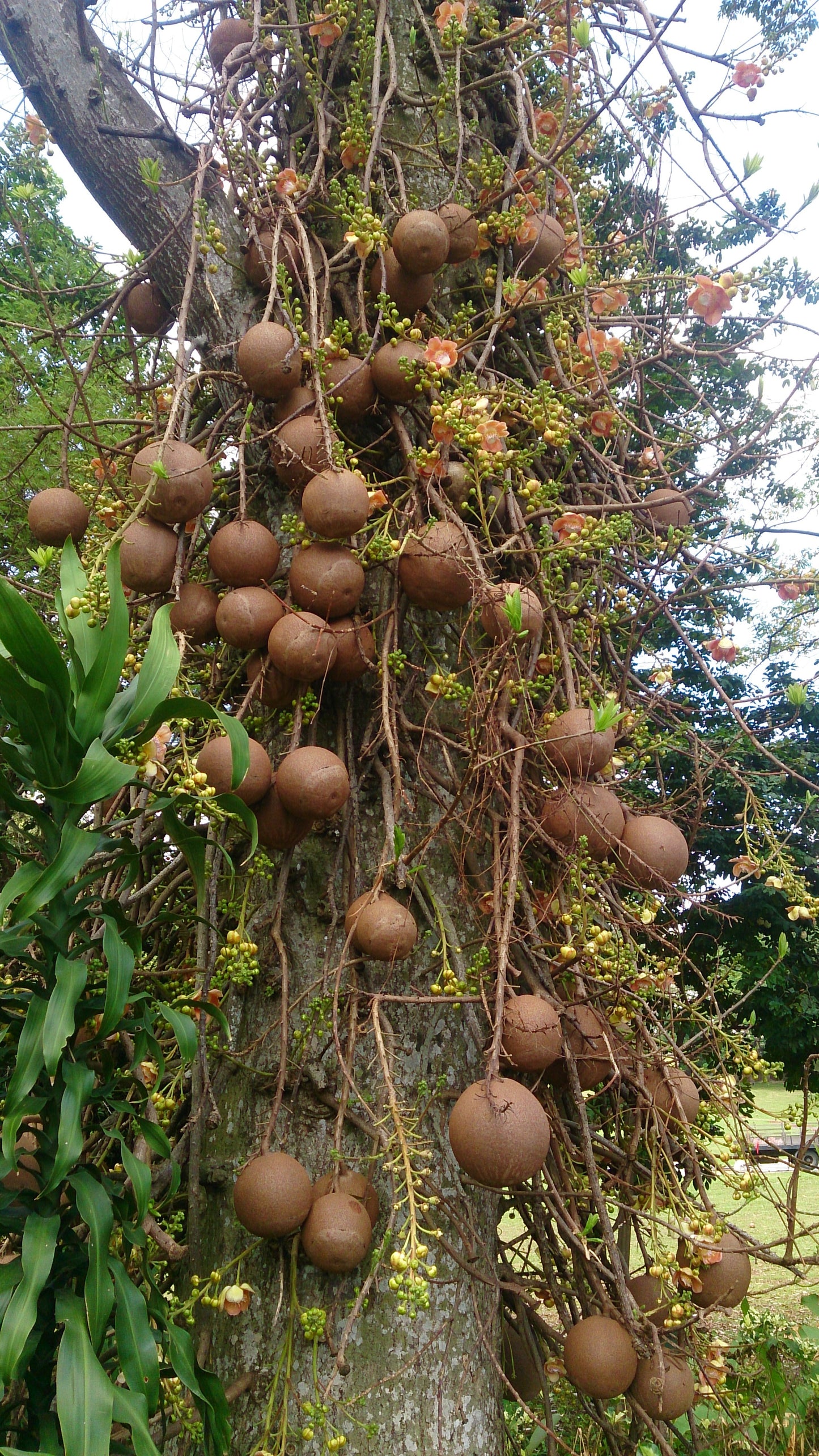 Couroupita guianensis (Cannonball tree)