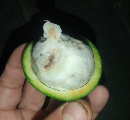Garcinia bahiensis