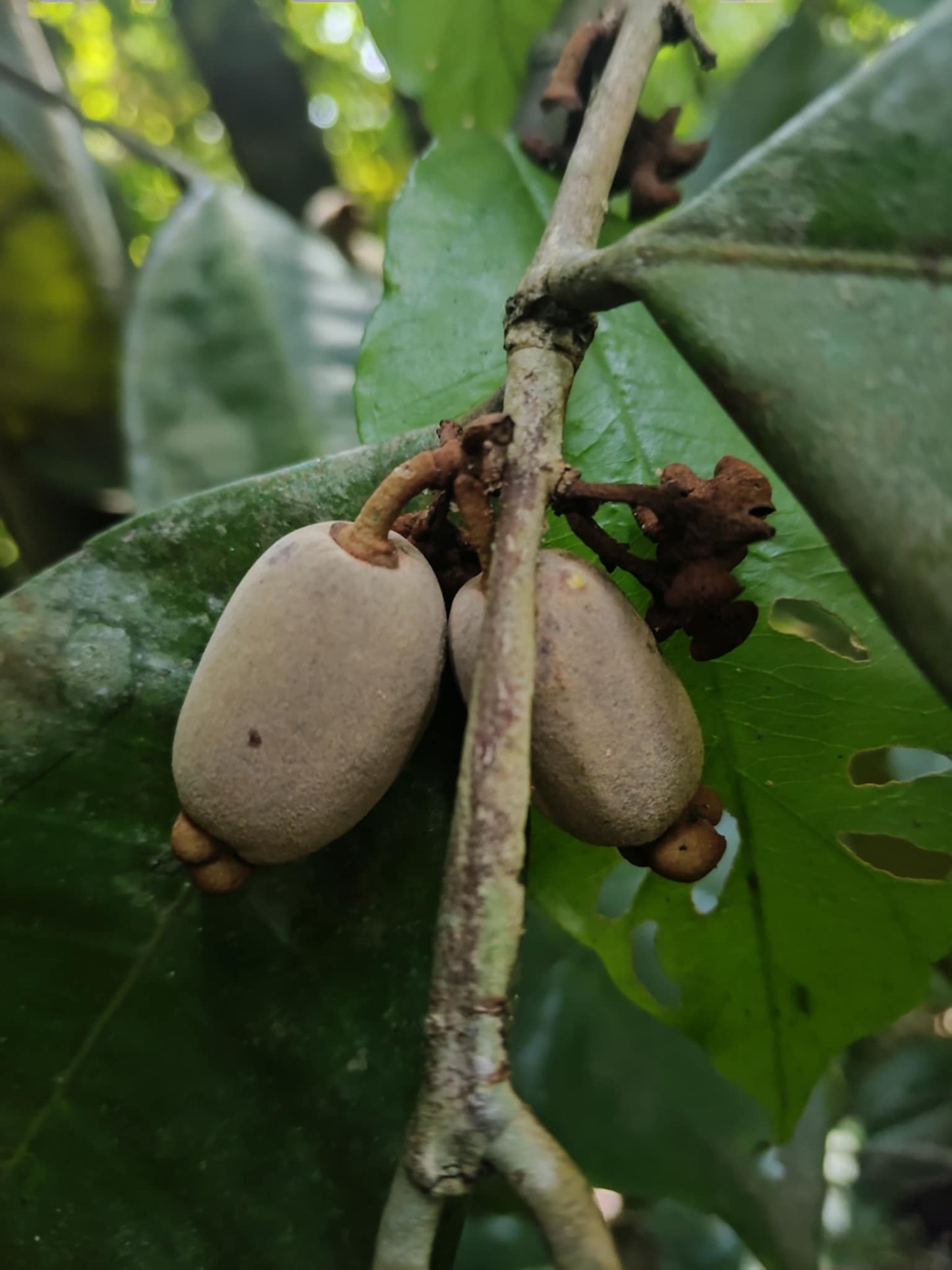 Eugenia heterochroma