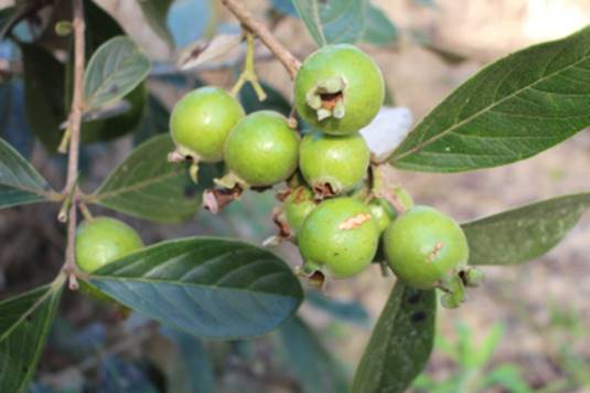 Psidium australe