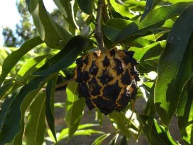 Annona neosalicifolia "Araticu-una"