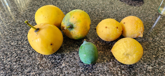 Luc's Garcinia var. Jumbo (Garcinia sp. "Mexican Mangosteen")