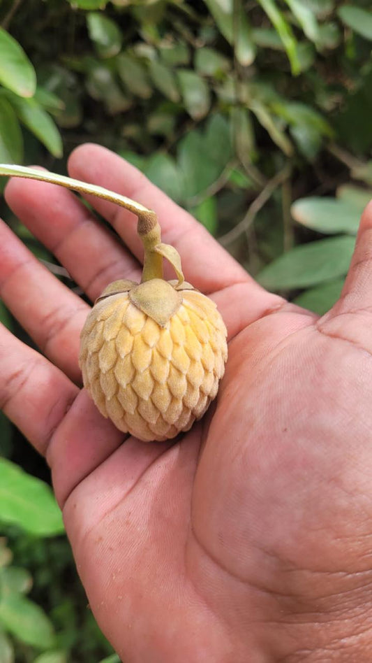 Annona macrocalyx