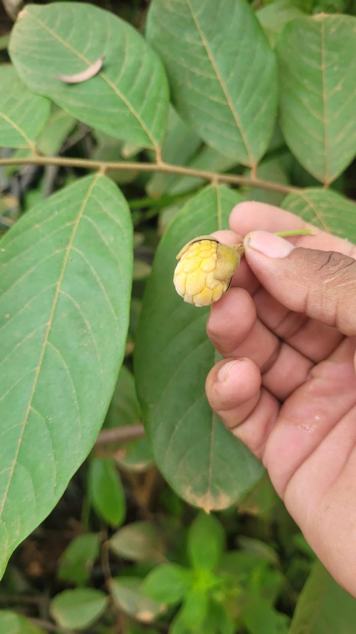 Annona macrocalyx