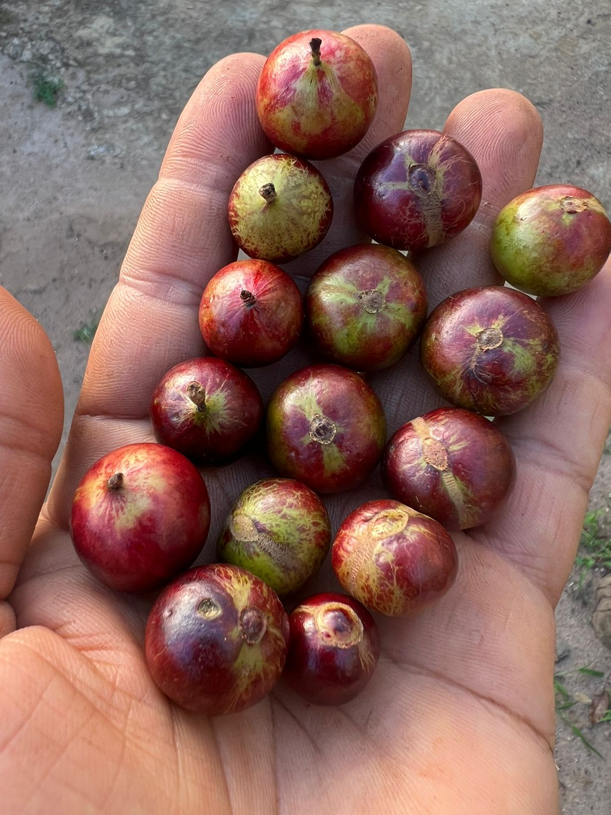 Plinia sp. "Jabuticaba Nova Coronata Rajada"