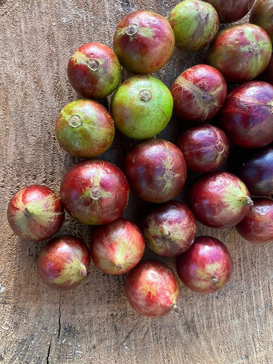 Plinia sp. "Jabuticaba Nova Coronata Rajada"