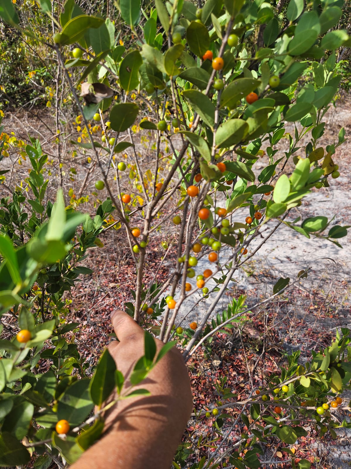 Myrciaria aff. cuspidata "Laranja do Mata Roma"