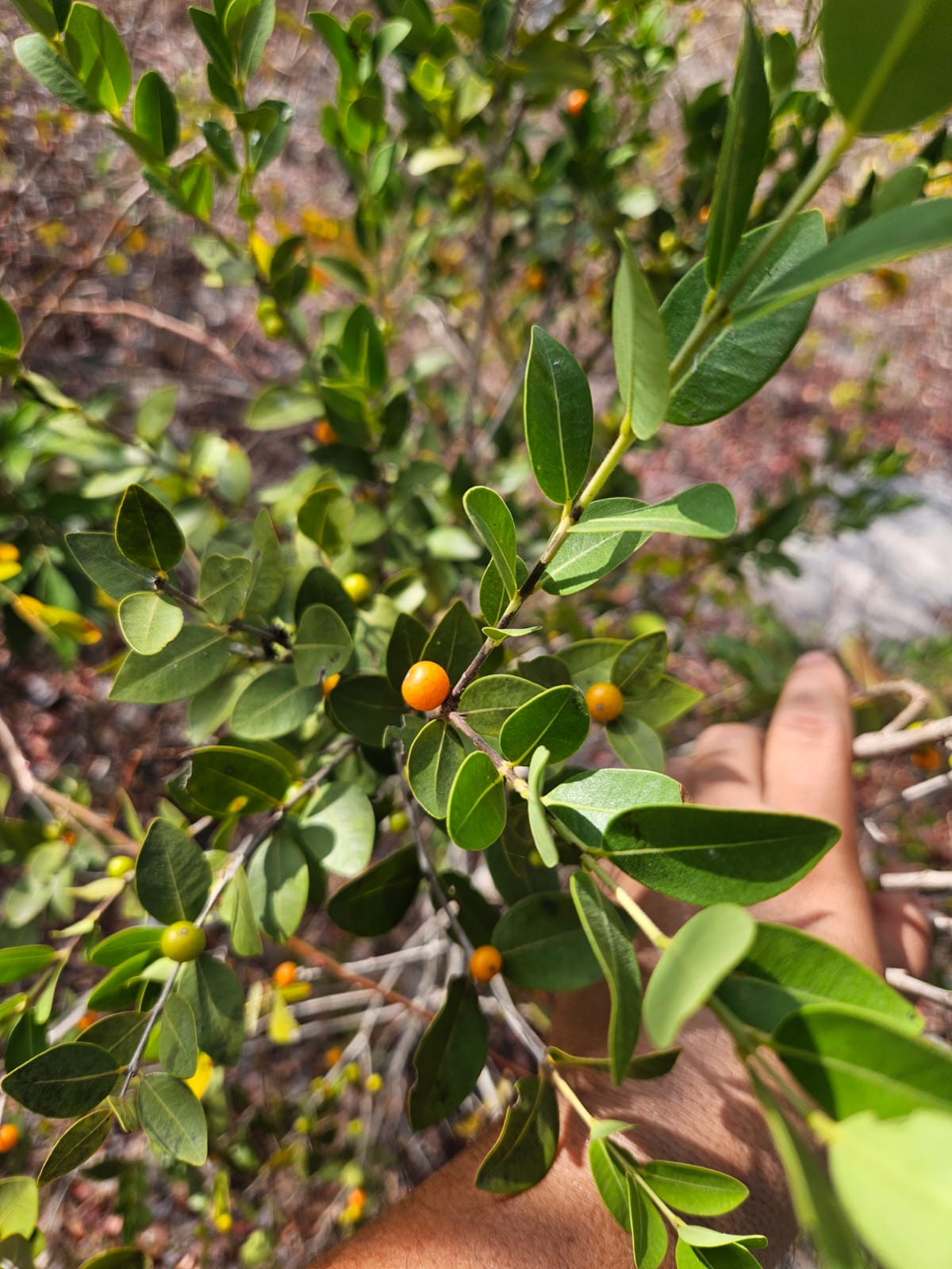 Myrciaria aff. cuspidata "Laranja do Mata Roma"