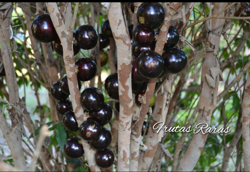 Plinia sp. Cabinho de Limeira Jaboticaba Seeds – FFF Shipping Department