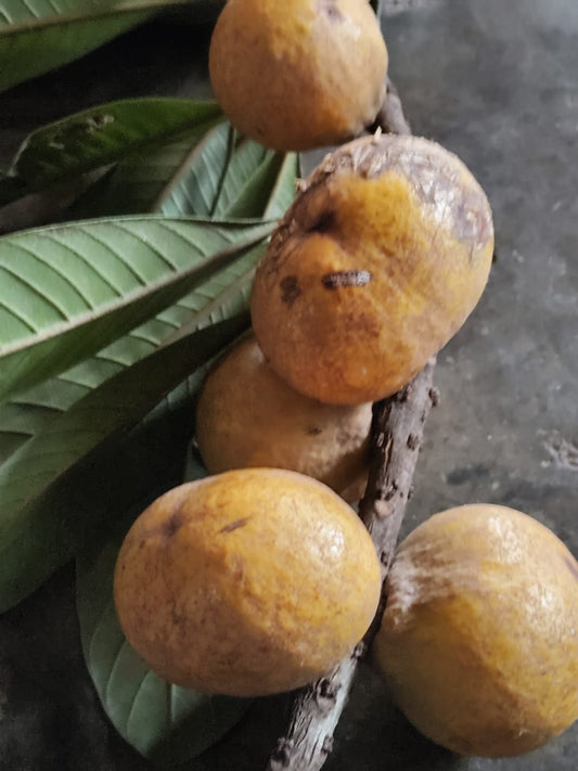 Pouteria glomerata subsp. "Caimitillo"