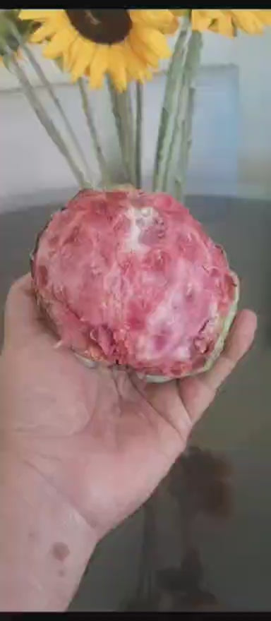 Annona macroprophyllata "Pan de Crema Rosa"