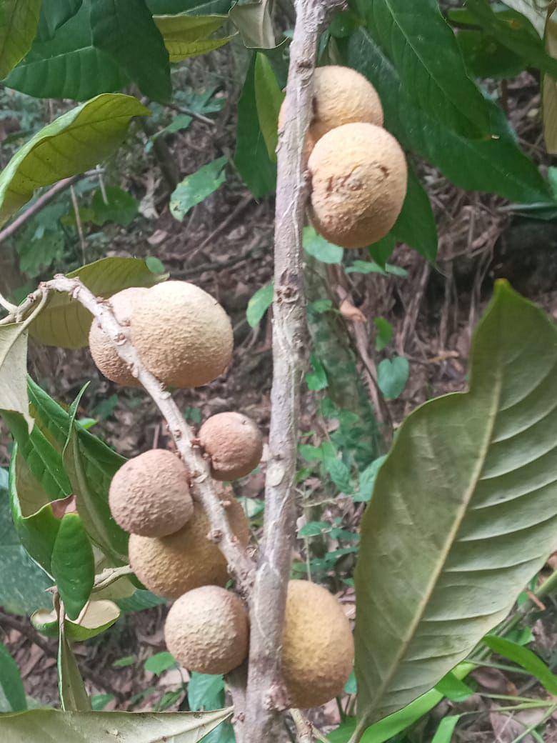 Pouteria sp. "Rugosa"