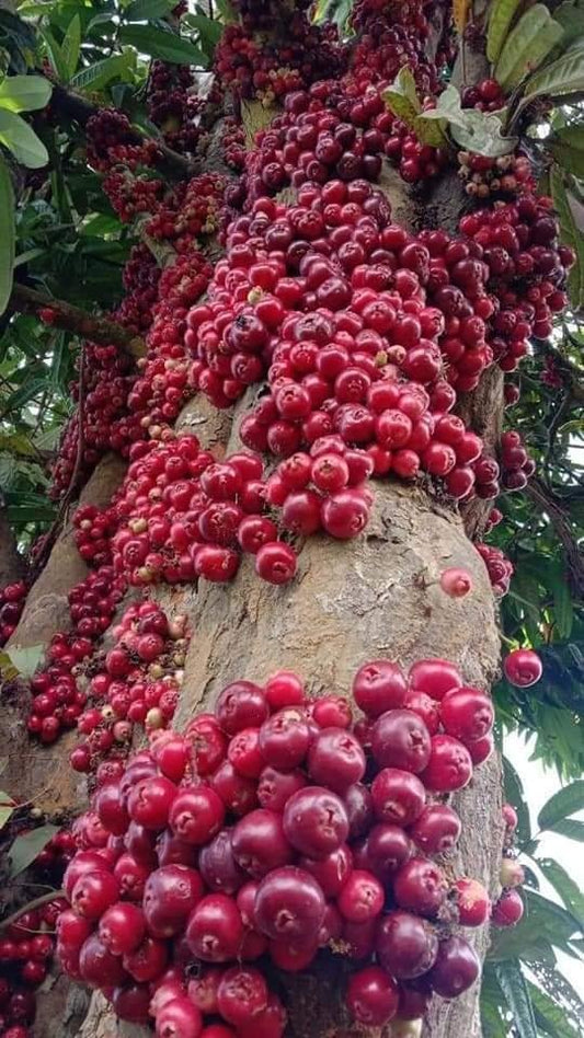 Syzygium sp. "Sulawesi Ruruhi Fruit"