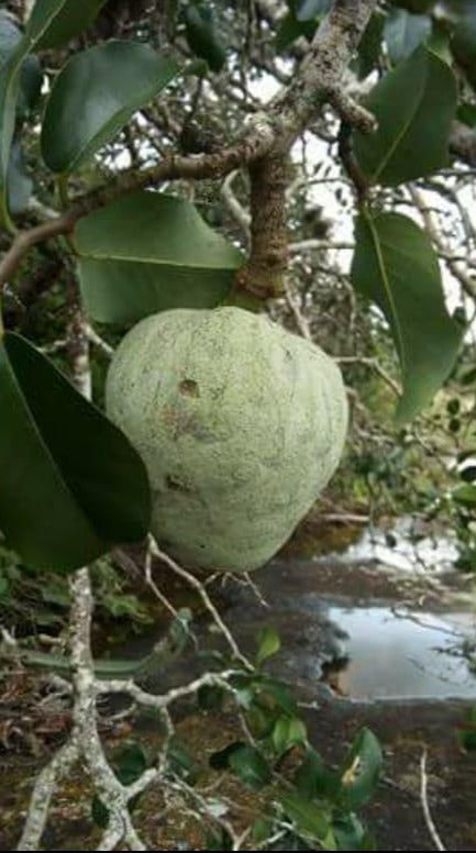 Annona vepretorum