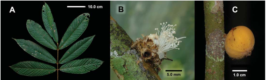 Plinia yasuniana -Germinated