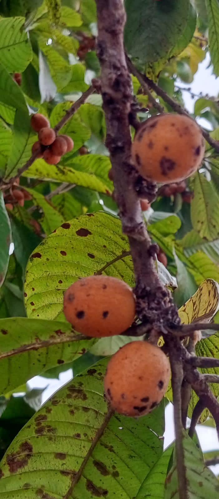 Pouteria sp. "Pitomba de Leite"