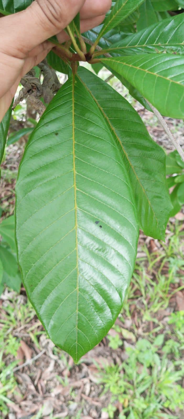 Pouteria sp. "Pitomba de Leite"