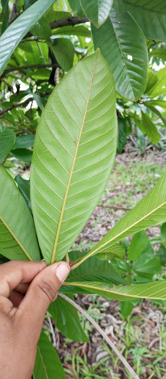 Pouteria sp. "Pitomba de Leite"