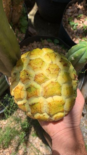 Annona mucosa " Redondo Liso"