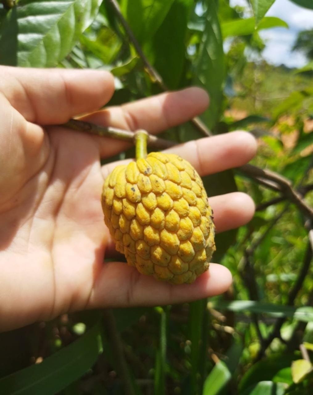 Annona sp. "Nov"