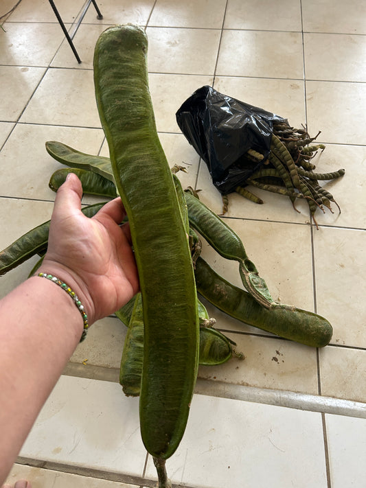 Inga spectabilis "Machete Ice Cream Bean"