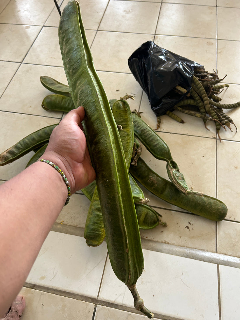 Inga Spectabilis "Machete Ice Cream Bean" Seeds AT Shipping