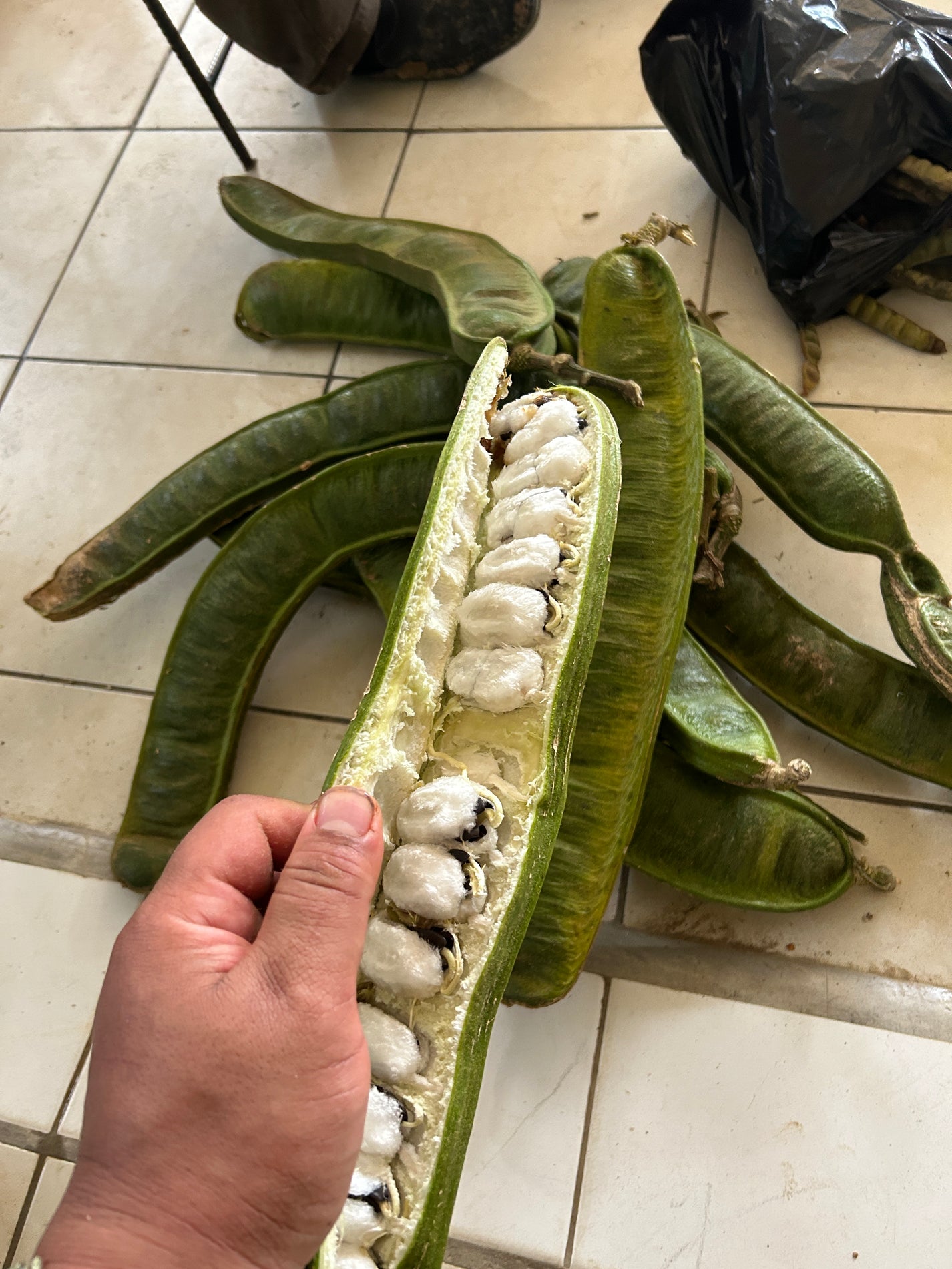 Inga Spectabilis "Machete Ice Cream Bean" Seeds AT Shipping
