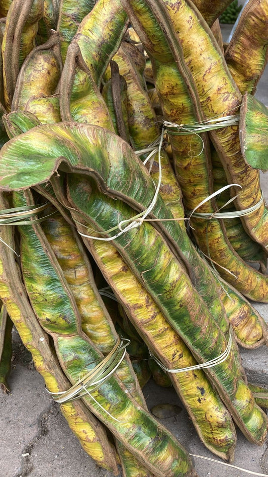 Inga sp. "Ecuador"