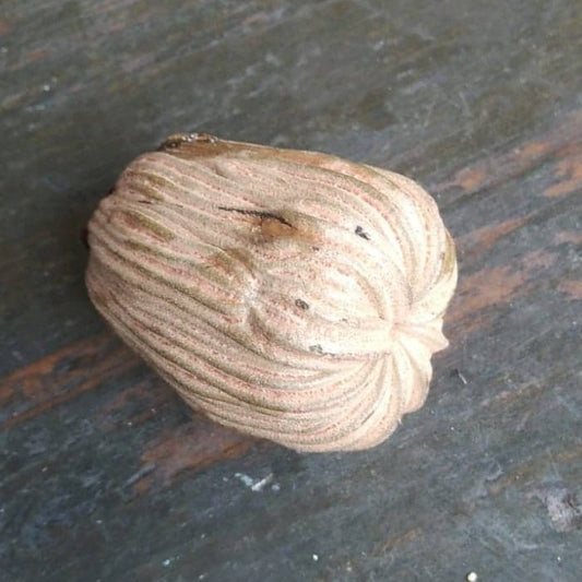 Lacunaria jenmanii "Moela de Mutum"