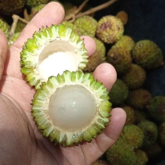 Nephelium ramboutan-ake "Green Maritam Buih"