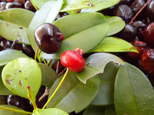 Eugenia sp. "Preta"