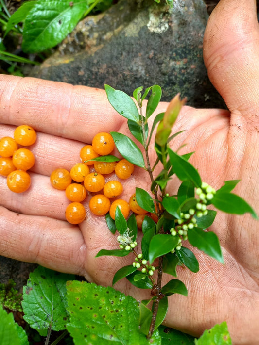 Myrciaria cuspidata "Cambium"