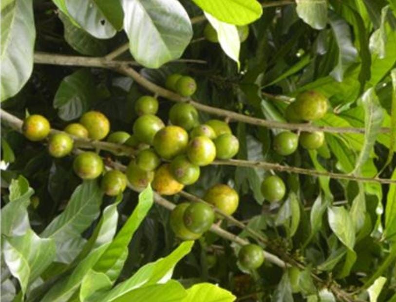 Pouteria multiflora "Jacana"