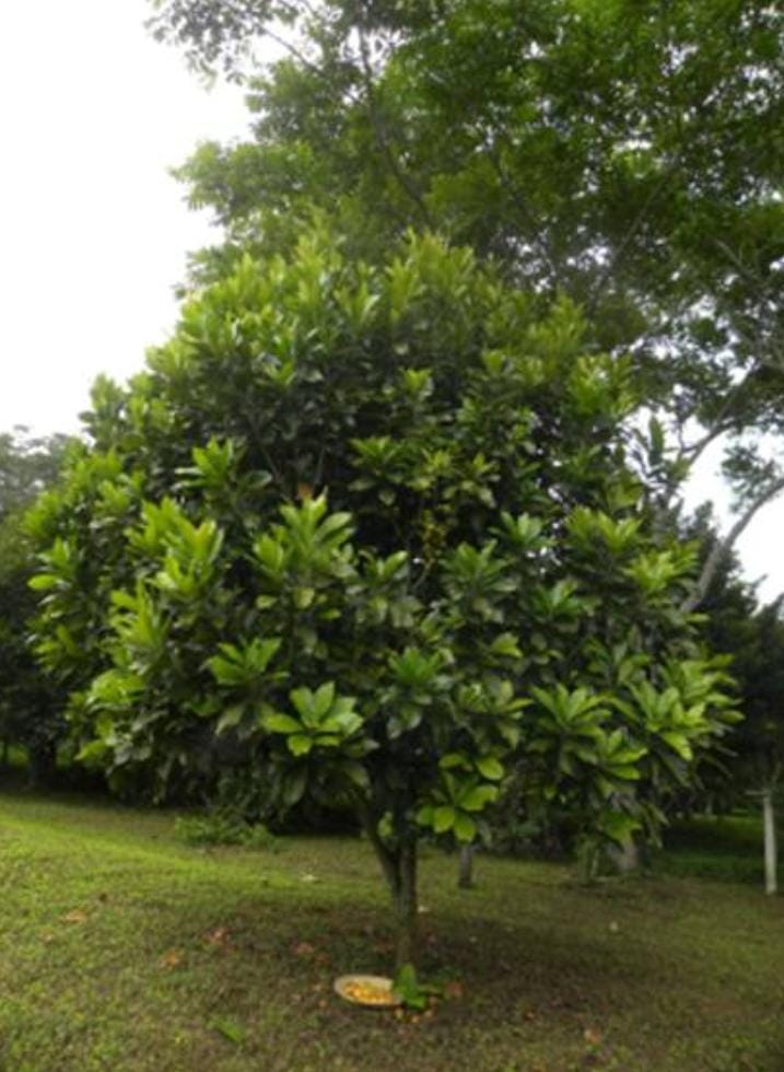 Pouteria multiflora "Jacana"