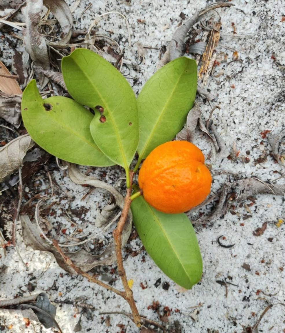 Eugenia sp. "Laranja da Pantanal"