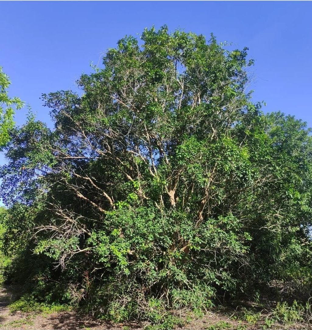 Eugenia sp. "Laranja da Pantanal"