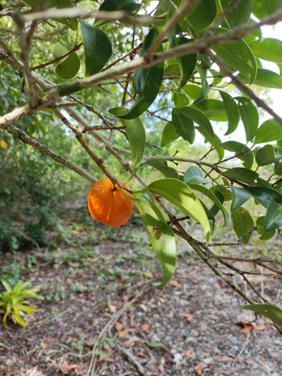 Eugenia sp. "Laranja da Pantanal"