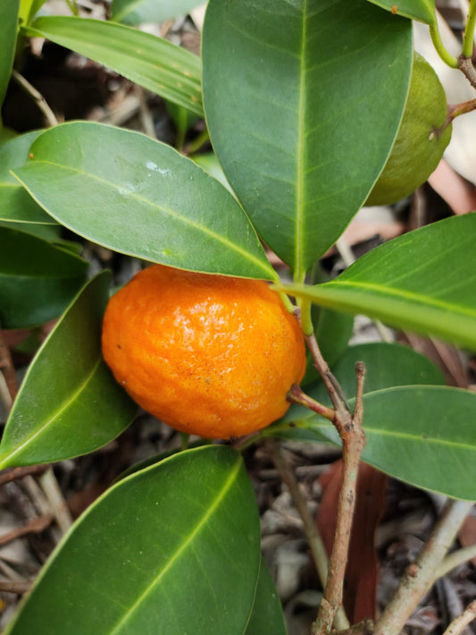 Eugenia sp. "Laranja da Pantanal"