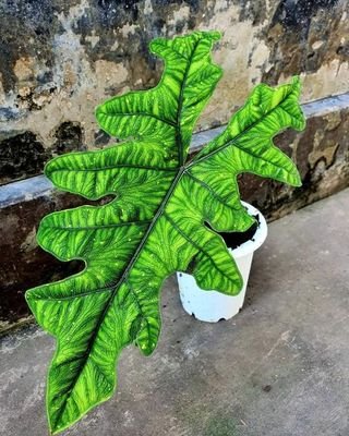 Alocasia tandurusa "Alocasia Jacklyn"