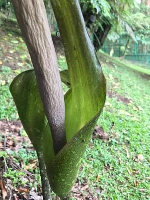 Amorphophallus asper