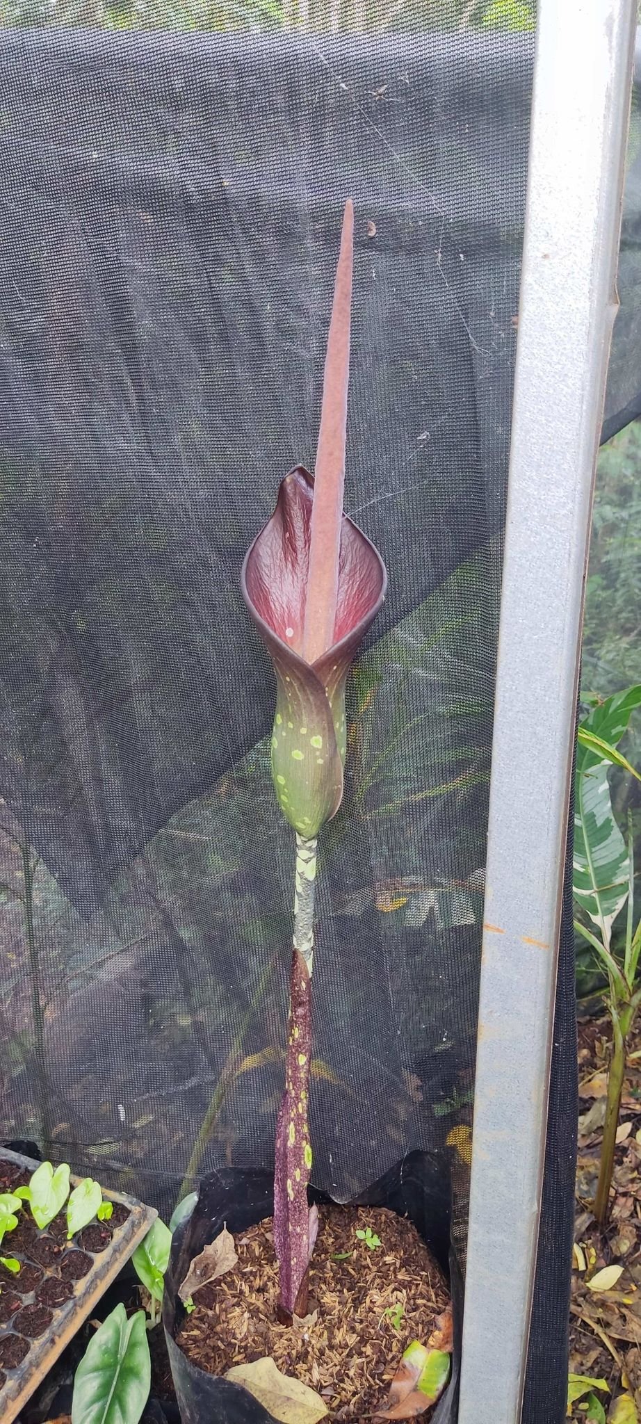 Amorphophallus borneensis "Voodoo Lily"