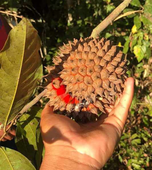 Duguetia spixiana